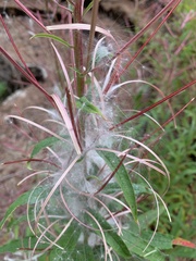 Epilobium