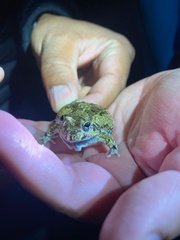 Tomopterna delalandii