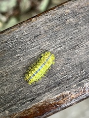 Limacodidae