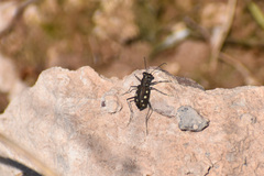 Cicindela ocellata