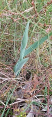 Thelymitra grandiflora