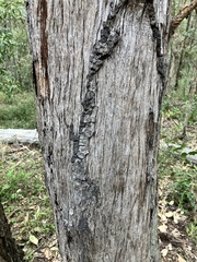 Eucalyptus acmenoides