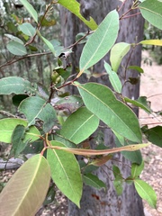 Eucalyptus acmenoides