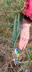Thelymitra grandiflora