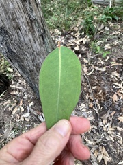 Eucalyptus acmenoides