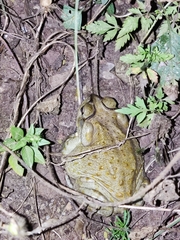 Incilius alvarius