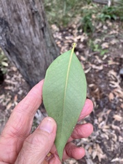Eucalyptus acmenoides