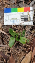 Pterostylis pedunculata