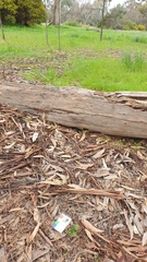 Pterostylis pedunculata