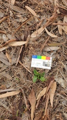 Pterostylis pedunculata