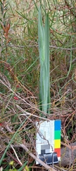 Thelymitra grandiflora