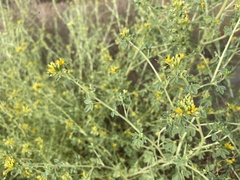 Cleomella obtusifolia