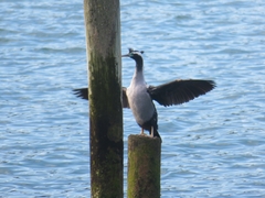 Phalacrocorax punctatus punctatus