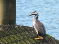 Phalacrocorax punctatus punctatus