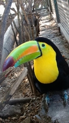 Ramphastos