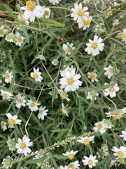Melampodium cinereum