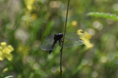 Erythrodiplax basifusca