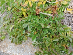 Acaena pallida