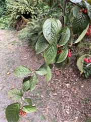 Cotoneaster rehderi