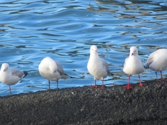 Chroicocephalus novaehollandiae scopulinus