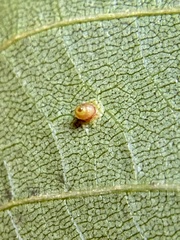 Caryomyia caryae
