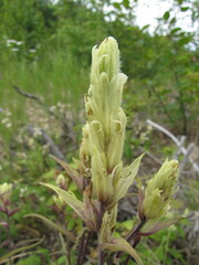 Castilleja pallida