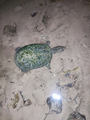 Kinosternon sonoriense