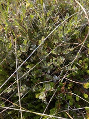 Salix repens