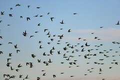 Melopsittacus undulatus