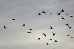 Melopsittacus undulatus