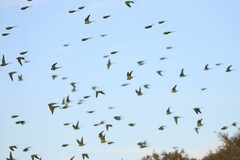 Melopsittacus undulatus