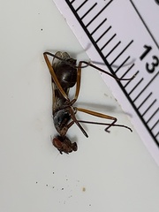 Taeniaptera trivittata