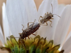 Nysius