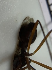 Taeniaptera trivittata