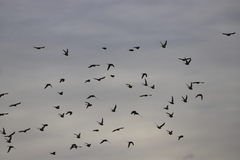 Melopsittacus undulatus