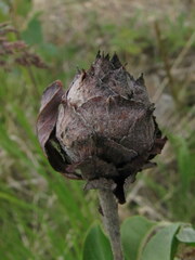 Rabdophaga strobiloides