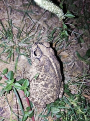 Incilius mazatlanensis