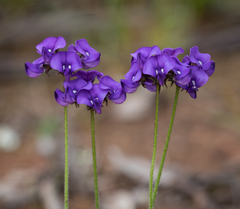 Swainsona behriana
