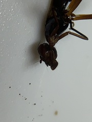 Taeniaptera trivittata