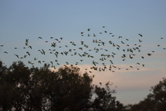 Melopsittacus undulatus