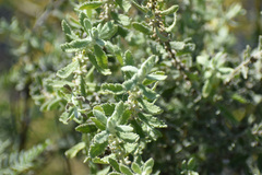 Buddleja scordioides