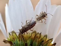 Nysius