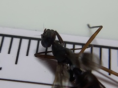 Taeniaptera trivittata