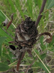 Rabdophaga strobiloides