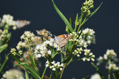 Libytheana carinenta mexicana