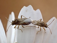 Nysius