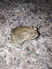 Incilius alvarius