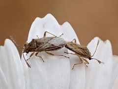 Nysius