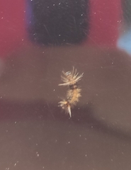 Diaphania hyalinata