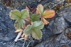 Fragaria chiloensis